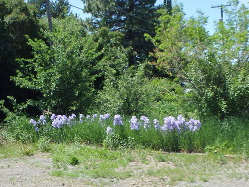 GDMBR: Flowers near Ashton, ID.